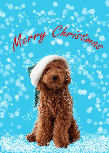 Little dog miniature pLittle Brown Dog Miniature Poodle in Santa Claus Hat in the snow Happy Christmas Cardoodle red brown in an elf hat