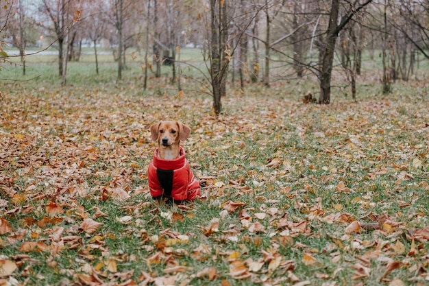 Little dog in a red jumpsuit in the autumn park miniature pinscher and clothes for a walk in the fall