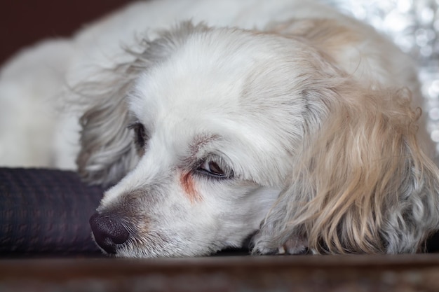 A little dog show it feelingCloseup dog face staring or looking