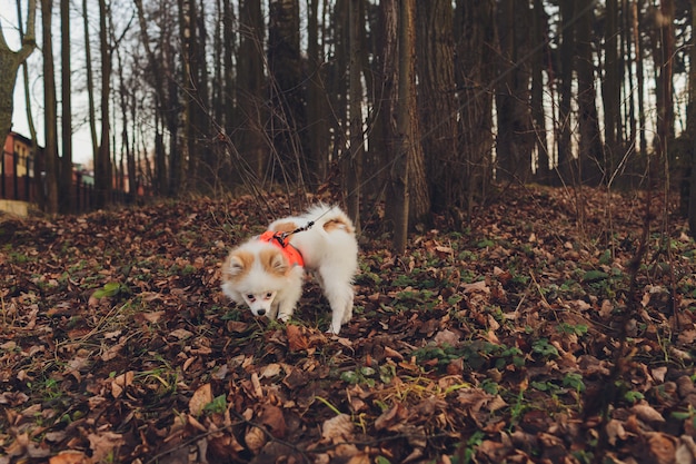 Little dog, Small dog with collar and leash