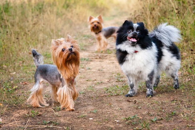 Little dogs for a walk in the summer