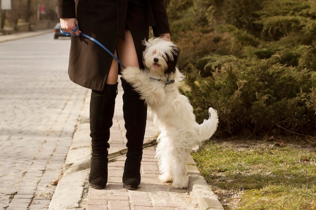 Little domestic dog standing near a female legs