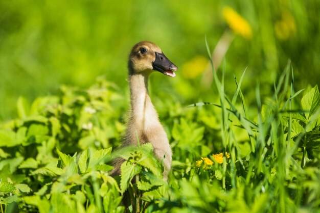 Little domestic gray duckling sitting in green grass with yellow dandelions