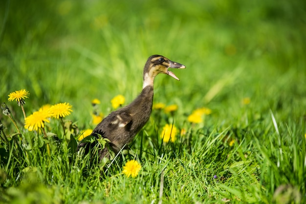 Little domestic gray duckling sitting in green grass