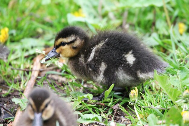 Photo little duck sting the grass on the river bank