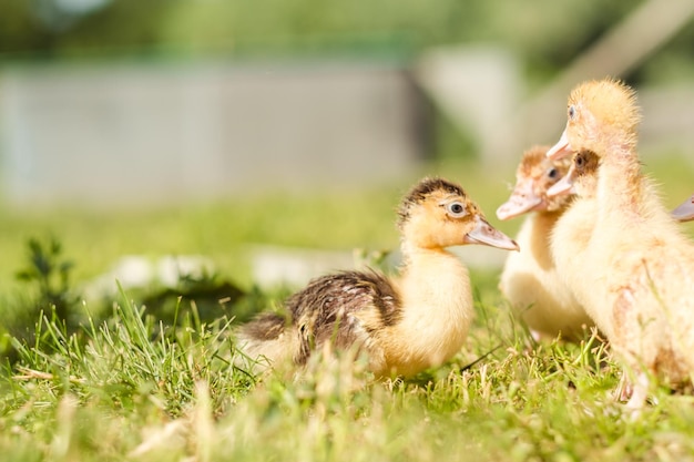 Little ducklings are walking on green grass close up