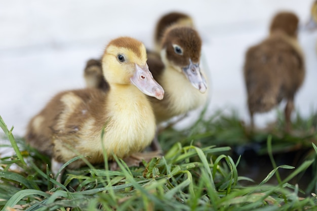 Little ducklings on green grass