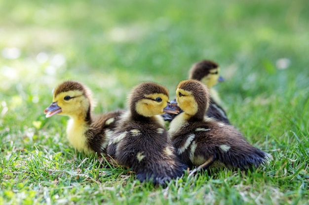 Little ducklings walk on the grass The concept of pets farm farming