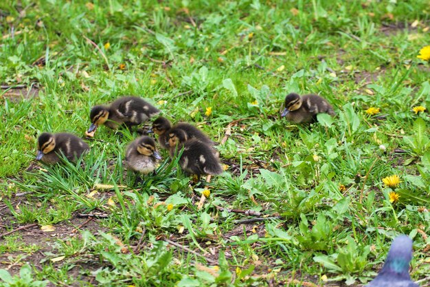 Photo little ducks nibble on the river bank