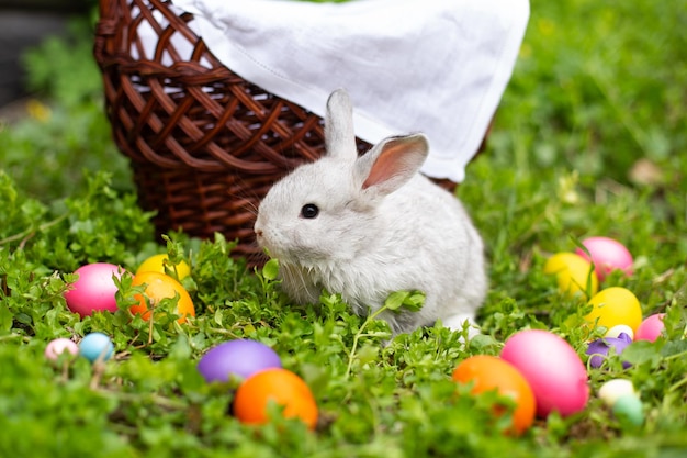 Little Easter Bunny on the grass near colorful eggs