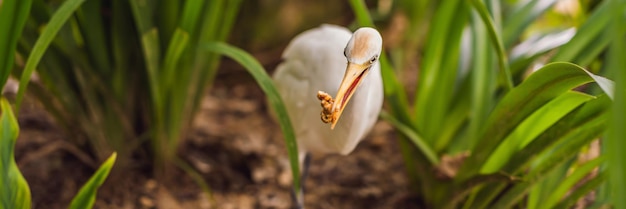 Little egret cattle egret bubulcus ibis waters edge banner long format