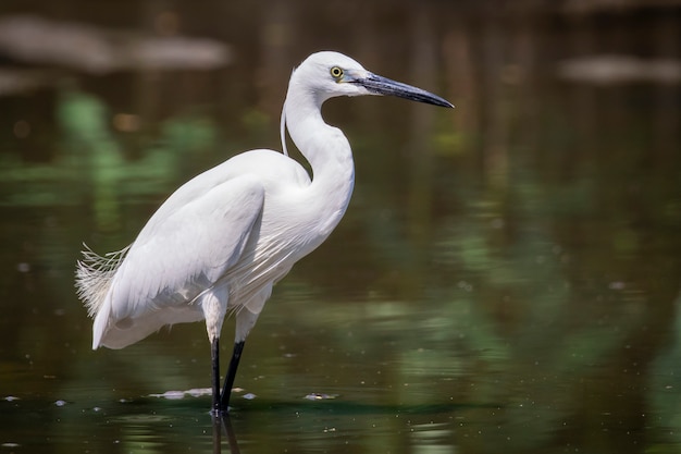 little egret (Egretta garzetta) looking for food in the swamp. Bird. Animals.