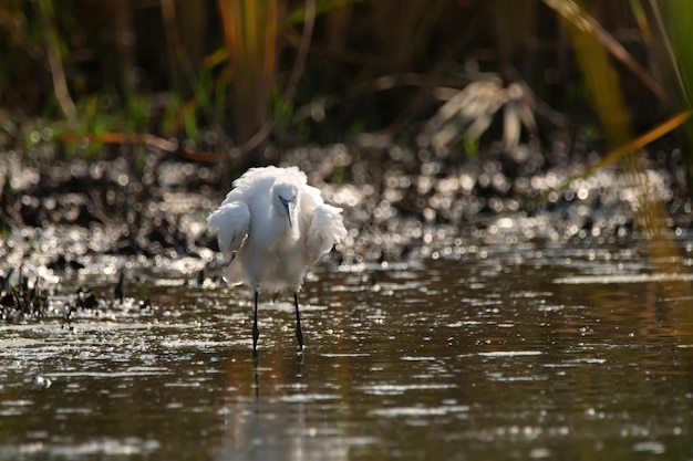 Little egret or egretta garzetta in the pond