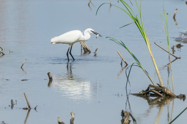 Little Egret Hunting (Egretta garzetta) White Little Egret