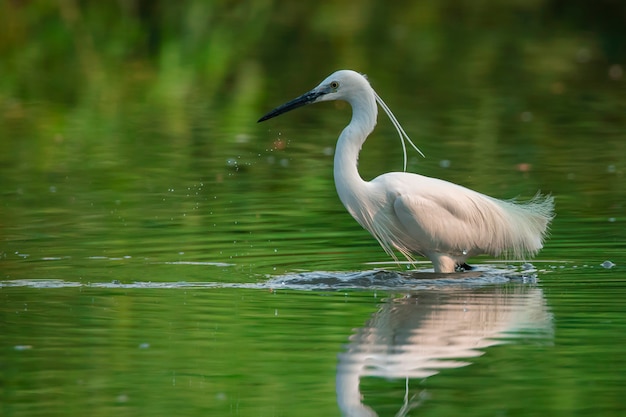 Little egret looking for food in the swamp