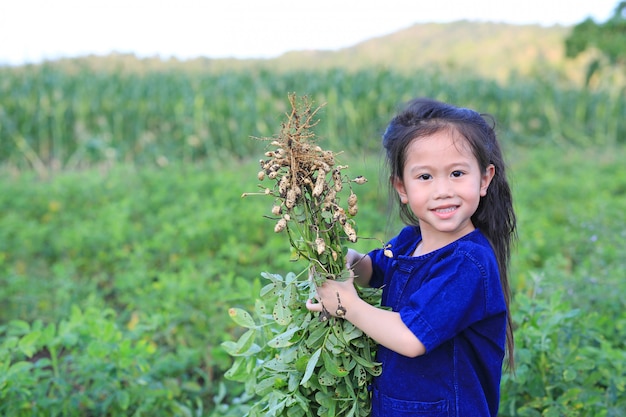 Little farmer harvest peanuts on agriculture plantation.