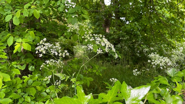 Little flower nature background