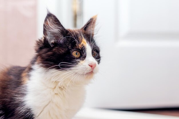 The little fluffy cat in the room looks intently ahead