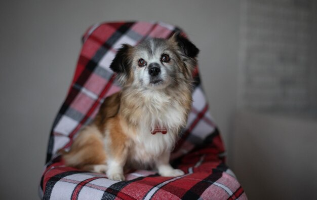 Little fluffy cute dog is sitting on the chair with checkered plaid