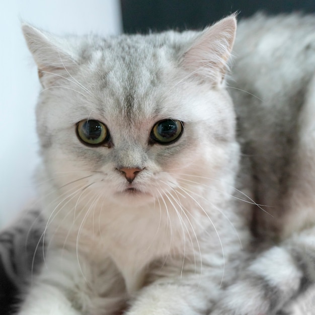 Little fluffy frightened gray kitten