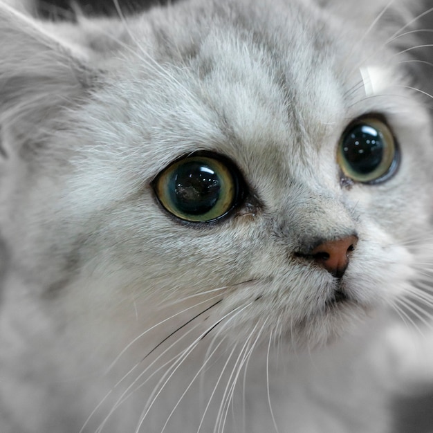 Little fluffy frightened gray kitten