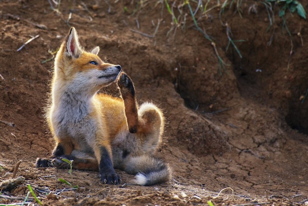 Little Fox itches near his hole.