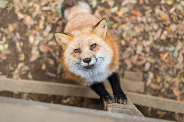 Little fox looking up