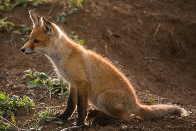 Little Fox sits near his hole.