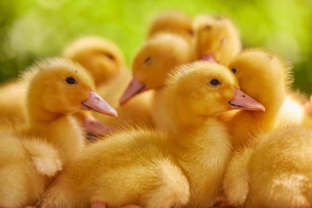 Little free range ducklings on green grass in the sun duck farm