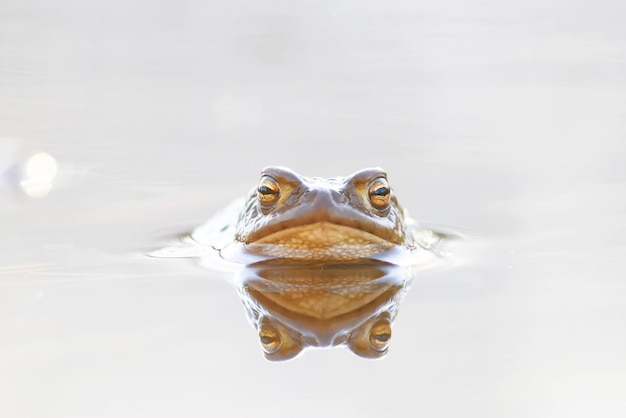 Little frog in the water