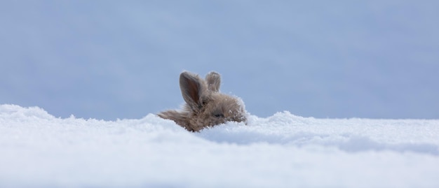 little funny brown rabbit in the snow