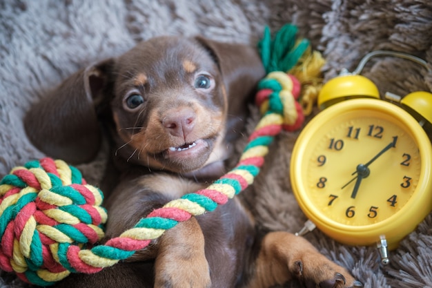 Little funny dachshund puppy playing with yellow vintage alarm clock