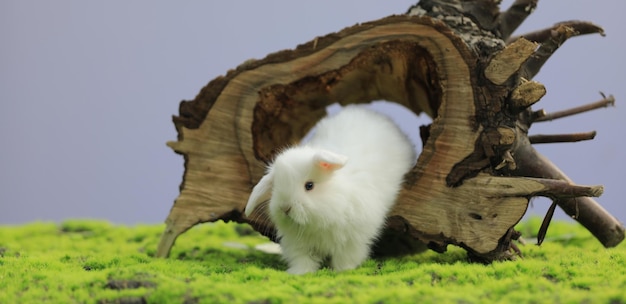 little funny white rabbit outdoors