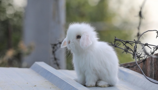 little funny white rabbit outdoors