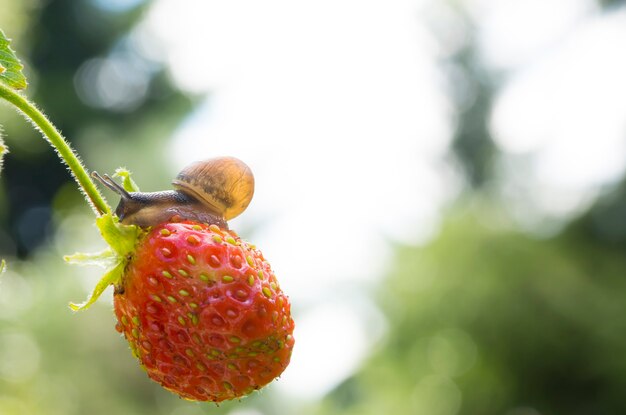 Little garden snail crawling on Strawberry on a background of a garden