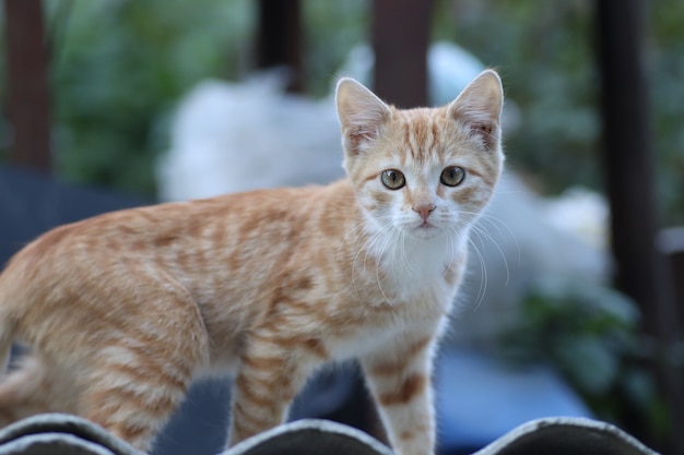 little ginger cat posing for the camera domestic kitten