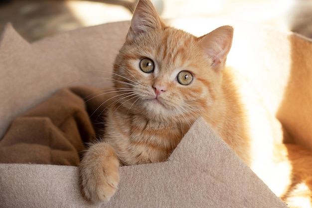 Little ginger cat sitting in his couch