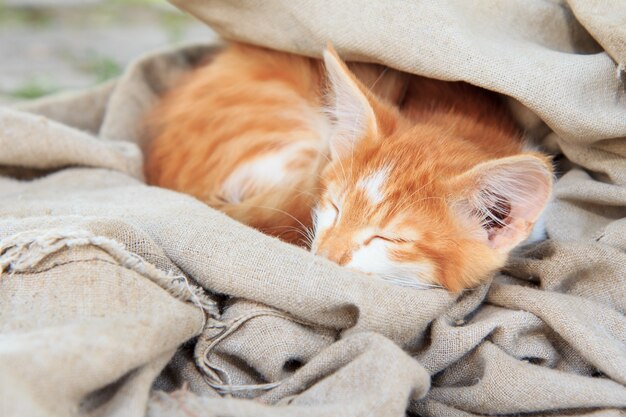 Little ginger kitty is sleeping in piece of tarpaulin outdoor