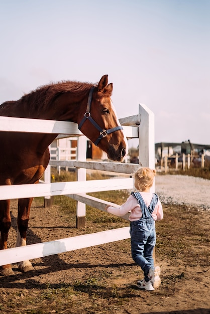 The little girl approached a large brown horse in a levada in the stable acquaintance of the child