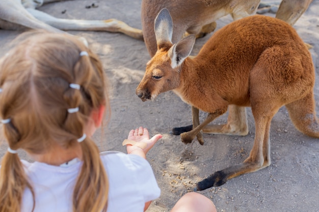 Little girl caring for an Australian kangaroo