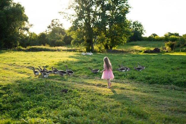 A little girl chases a flock of geese