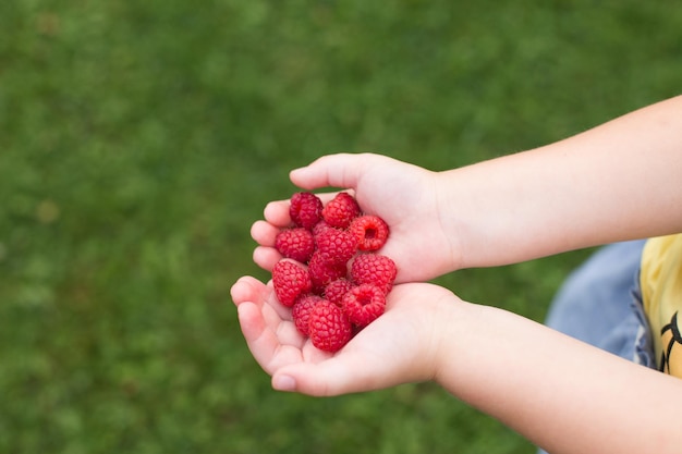 Little girl child holding a handful of red berriesraspberries