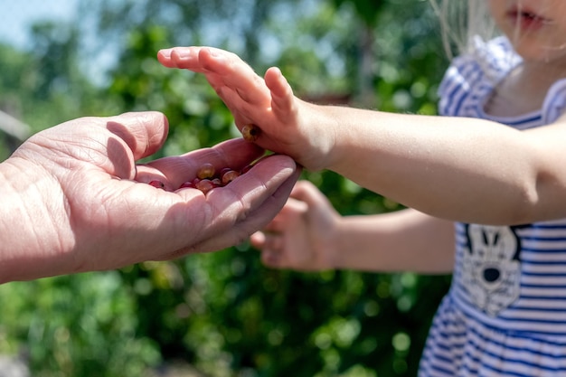 A little girl in the garden gives berries to her grandmother The girl treats her grandmother