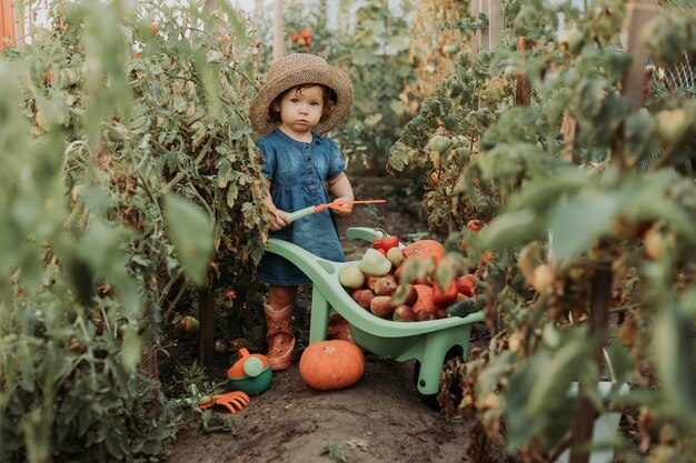 Little girl harvesting crop of vegetables and fruits and puts it in garden wheelbarrow young farmer