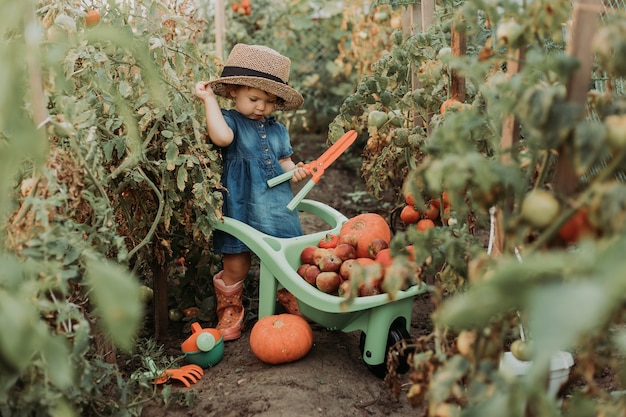 Little girl harvesting crop of vegetables and fruits and puts it in garden wheelbarrow young farmer