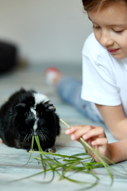 Little girl holding and feeding black guinea pig, domestic animal. Kids feed cavy animals, Trip to zoo or farm, take care of pets. Stay quarantine time kid home.