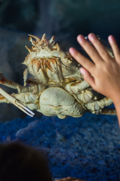 Little girl looking at fish tank