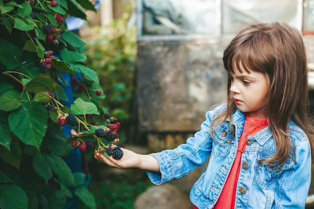 Little girl picking blackberry