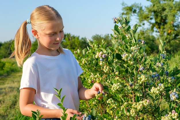 Little girl picking blueberries on organic farm