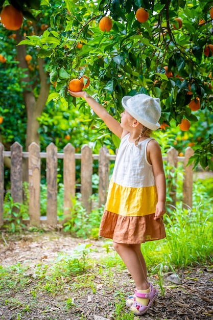 Little girl picking fresh ripe oranges in sunny orange tree garden in turkey